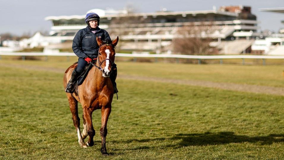Faugheen at Cheltenham
